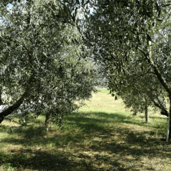 Olivi appartamenti casa Fiorelli