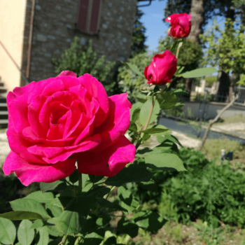 Rosa appartamenti casa Fiorelli