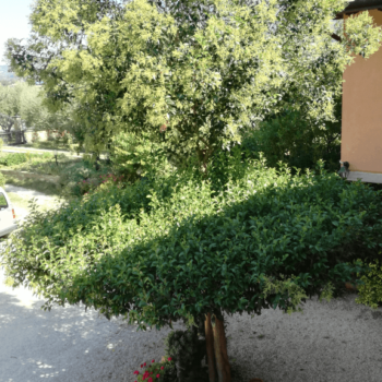 Albero appartamenti casa Fiorelli