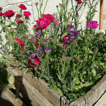Fiori appartamenti casa Fiorelli