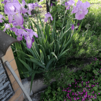 Fiori appartamenti casa Fiorelli