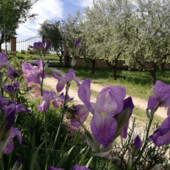 Fiori giardino appartamenti casa Fiorelli